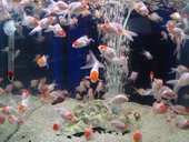 Fish as pet in aquarium