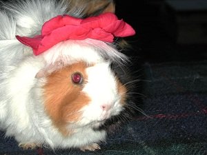 funny guinea pig with ribbon