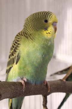 Green And Yellow Parakeet