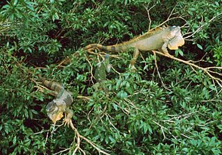 Green Iguana