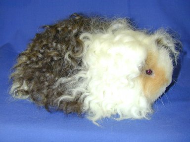 Texel Breed Guinea Pig