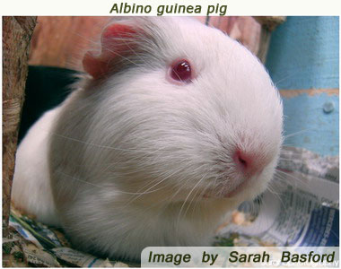 Albino Guinea Pig