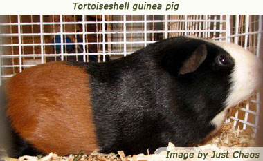 Tortoiseshell Guinea Pig