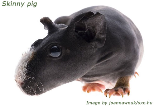 Skinny Pig Skinny Pig
