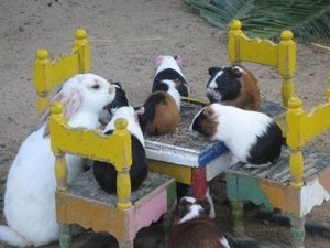 Guinea pig pet party