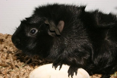 guinea pig pictures