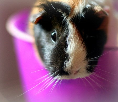 guinea pigs as pets