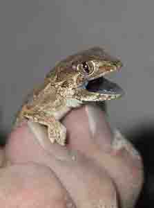 Helmeted Gecko