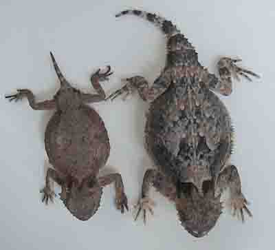 Horned Desert Lizards Horned Desert Lizards