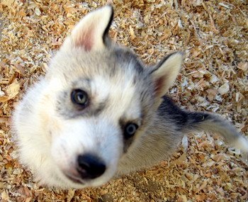 dog heat stroke puppy