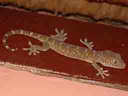 Indonesian Gecko