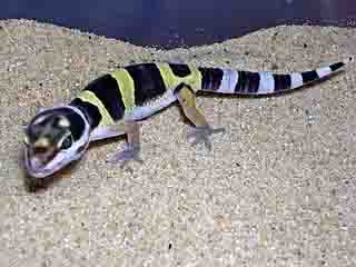 leopard gecko leopard gecko