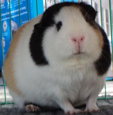 Lucy the Guinea Pig