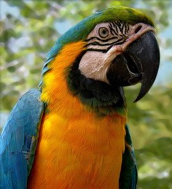 macaw bird