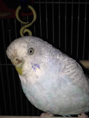 Picture of Parakeet