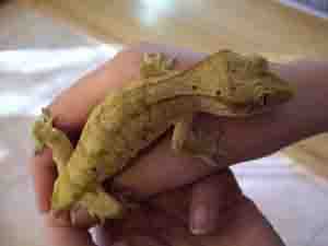 New Caledonian Gecko