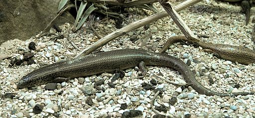 Ocellatus Desert Skink Ocellatus Desert Skink