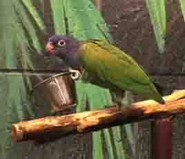 Parakeet Diet Parakeet Diet
