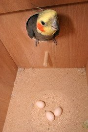 Caja nido para periquitos