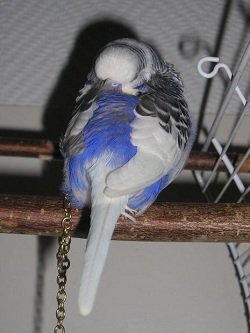 blue and white parakeet sleeping