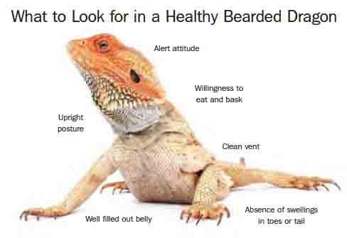 Pet Bearded Dragon