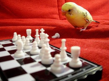 Budgie parakeet playing chess