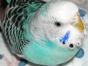 parakeet beak