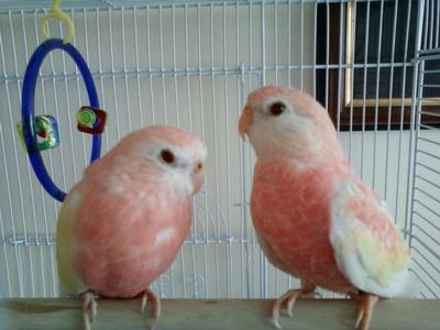 My 2 Beautiful Birds