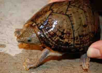 Razor Backed Musk Turtle