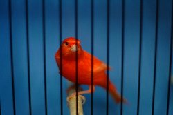 Red Canary In Cage