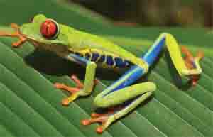 Red Eyed Tree Frog