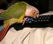 Pet Bird with Remote