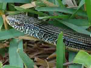 Savannah Glass Lizard