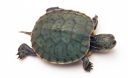 small pet turtle