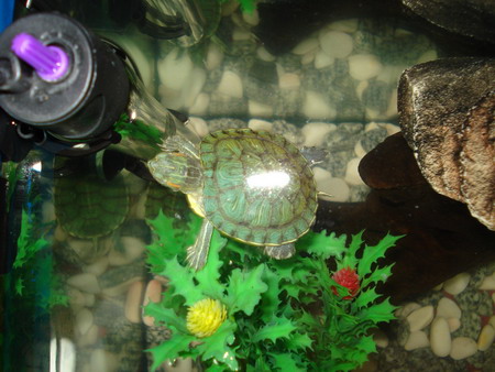 small pet turtle in tank