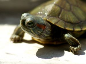 Small pet turtle