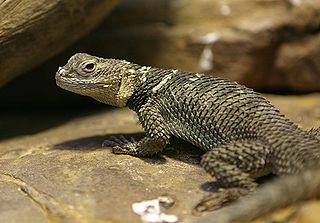 Spiny Desert Lizard Spiny Desert Lizard