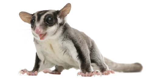 sugar gliders as pets