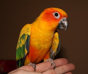 Sun Conure