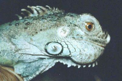 Lizard Metabolic Bone Disease Can Cause a Smile Like Appearance