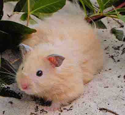 teddy bear hamster (also called Syrian Hamster)