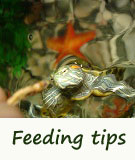 turtle feeding