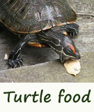 turtle food