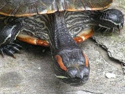 small pet turtle looking bored