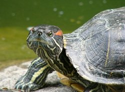 small pet turtle looking bored