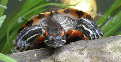 aquatic turtle getting out of the lake