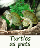 turtles as pets