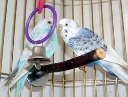 Two Parakeets In Same Cage. Budgie Parakeets Together