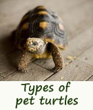 types of pet turtles