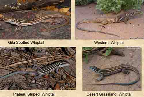 Whiptail Lizards Whiptail Lizards